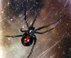 The black widow spider