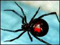 The black widow spider